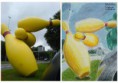 /album/fenykepgaleria/eindhoven-i-kuglibabuk-jpg/